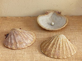 Coquilles St Jacques - Nhel